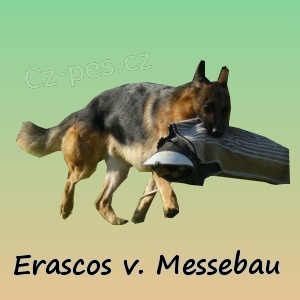 Nab�z�m psa NO ke kryt� s PP