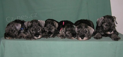 Kn�ra� mal� pep� a s�l s PP