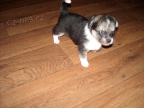 Prod�m �ivavu, pes + fenka