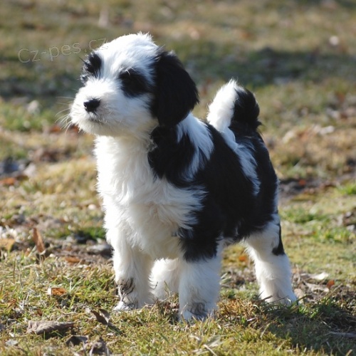 Kr�sn� �t���tka tibetsk�ho teri�ra