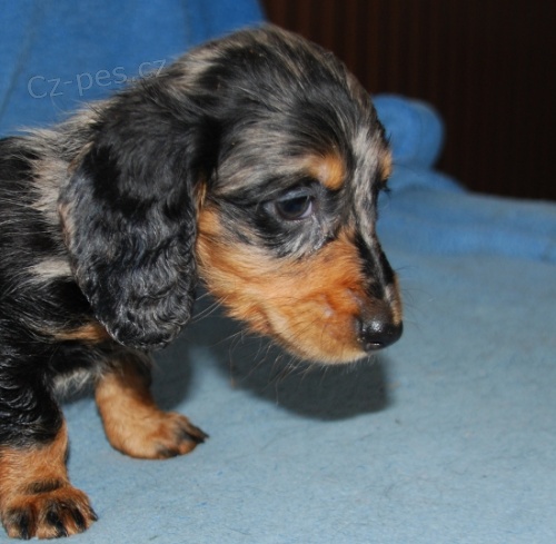 Jezev��k - fenka