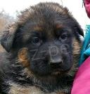 N�meck� ov��k