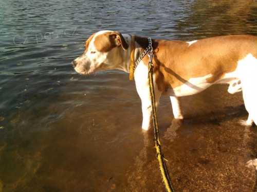 nab�z�m kr�sn�ho americk�ho staforda ke kryt�!