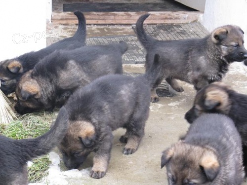 CHS NO prod� tmav� vlko�ed�  �t���tka