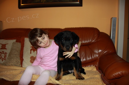 Beauceron-�t��ata s PP