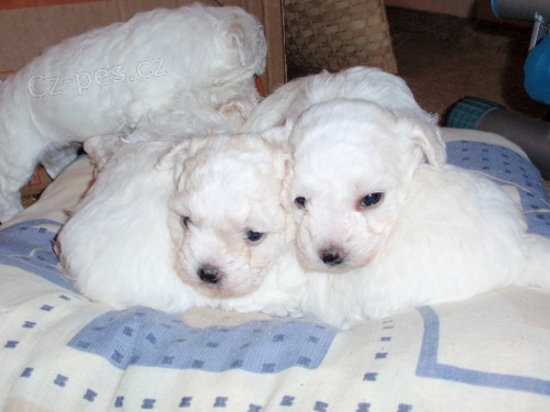 �t��ata Bi�onka