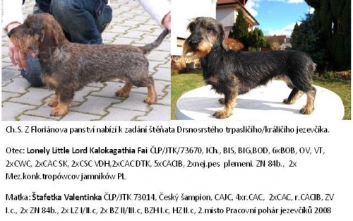 Jezev��k trpasli��/kr�li�� drsnosrst�