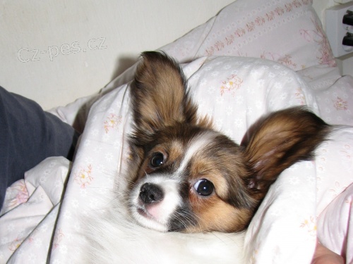 Papillon - �t���tko k odb�ru