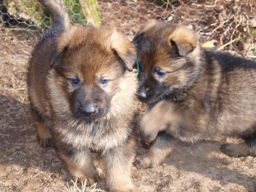 N�meck� ov��k �t���tka