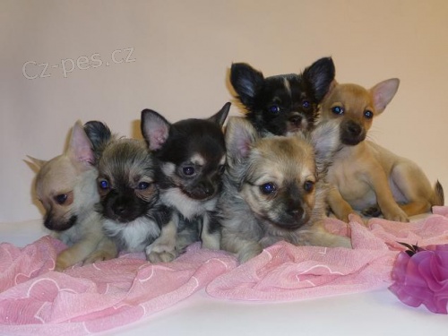 Nab�z�m �t���tka �ivavy s PP