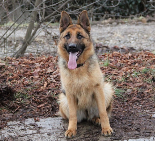 N�meck� ov��k