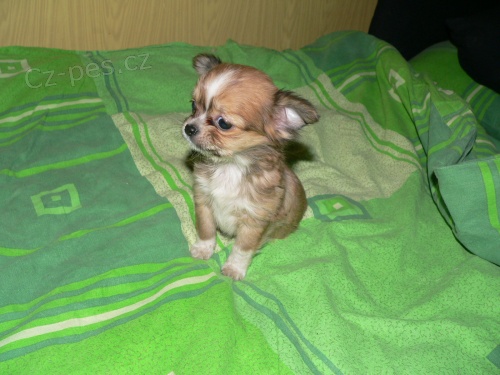 �ivava dlouhosrst�