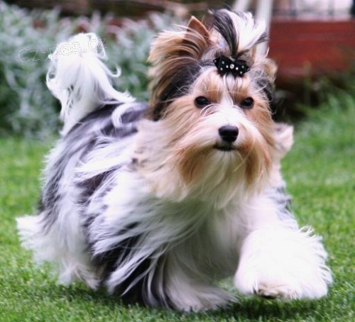 Yorkshire - Biewer yorkshire terrier-KRYT�