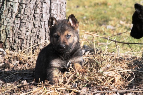 Prod�m �t��ata n�meck�ho ov��ka