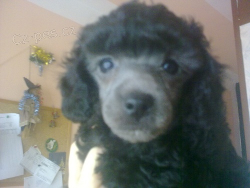 Pudl toy �ern� a st��brn� bez PP