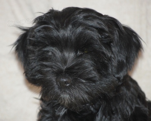 �t���tka tibetsk�ho teri�ra