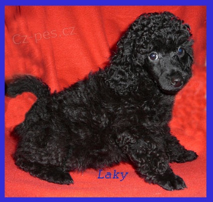 Pudl trpasli��, toy �ern�, apricot s pp