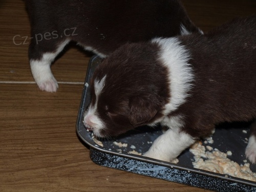 Pr�v� k odb�ru - hn�dob�l� krasavec s PP