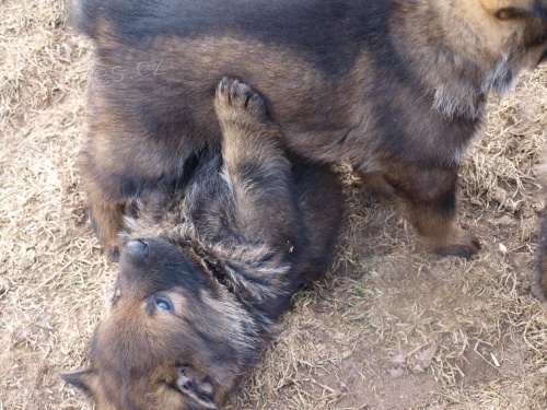 N�meck� ov��k �t���tka