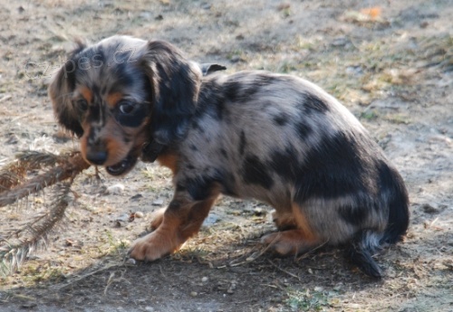 �t�n� jezev��ka