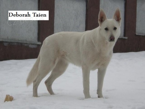 B�L� �V�CARSK� OV��K