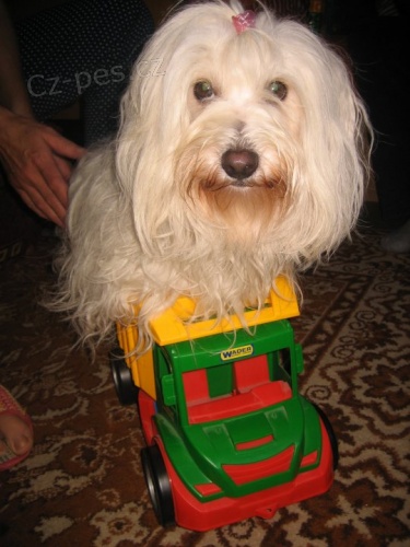 Coton de Tul�ar - Fenka ke kryt�