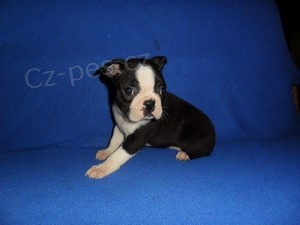 Bostonsk� terier - �t��ata s pp