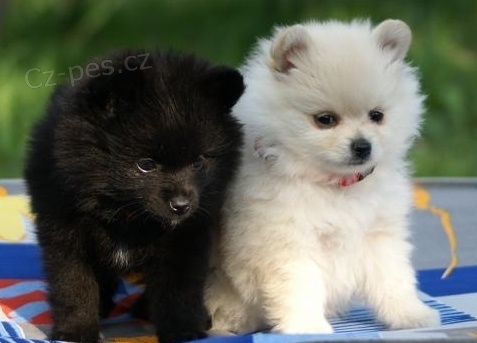 n�meck� �pic trpasli��, pomeranian, mal�, st�edn�