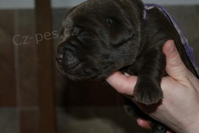 Labradorsk� retriever-�ern� a �okol�dov� �t�n�tka s PP