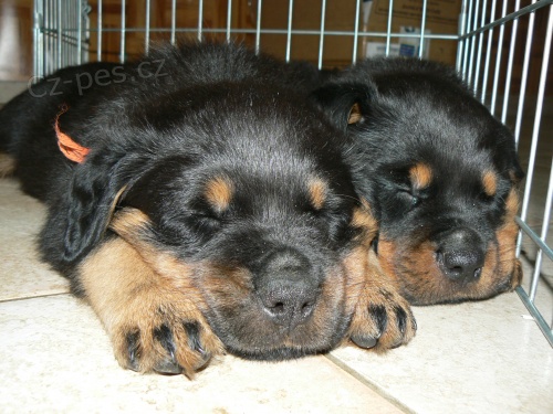 �t���tka Rotvajlera