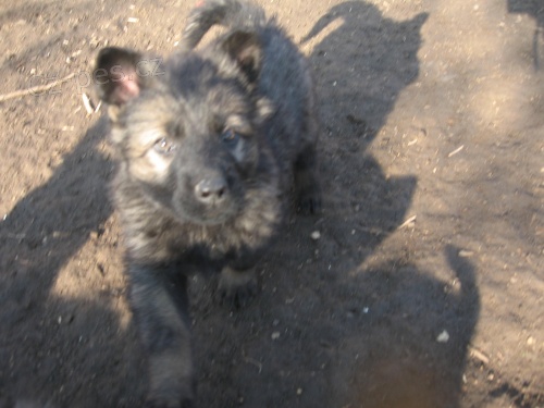 N�meck� ov��k �t��ata s PP