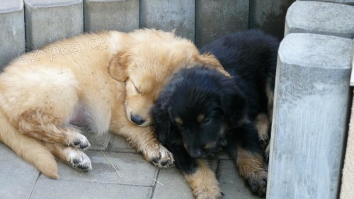 hovawart �t��ata s PP