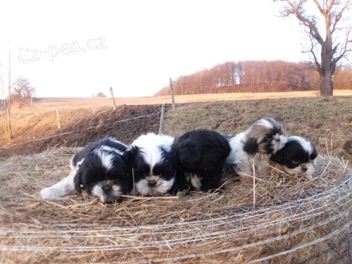 kr�sn� �t�n�tka shih tzu