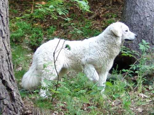 Slovensk� �uva�