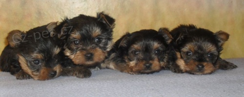 jork��rsk� teri�r