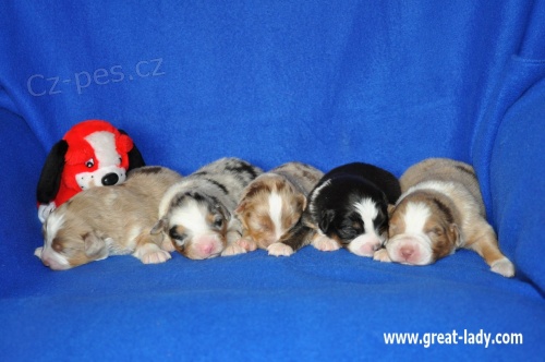 Australsk� ov��k