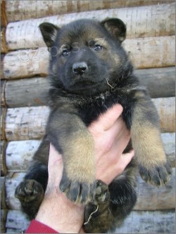 �t�nata N�meck� ov��k s PP,v�b�rov� chov.