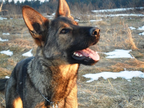 Vv�cvik a p�ev�chova