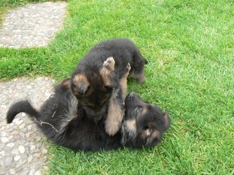 N�meck� ov��k