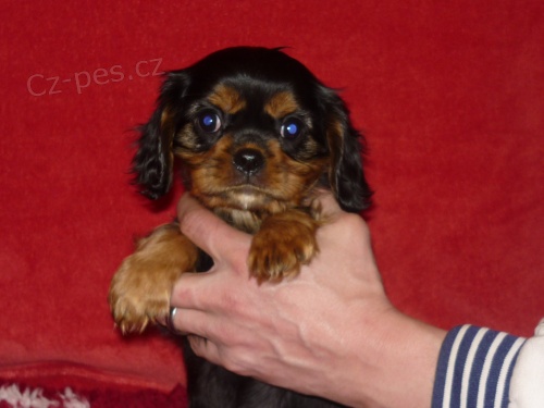 Kaval�r KCHS - �t���tka s PP