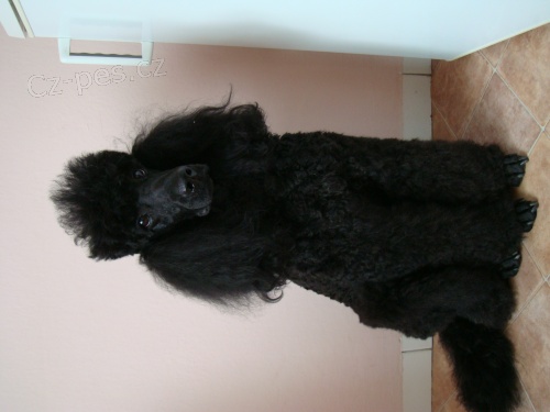 Kryt� fenky pudla kr�lovsk�ho