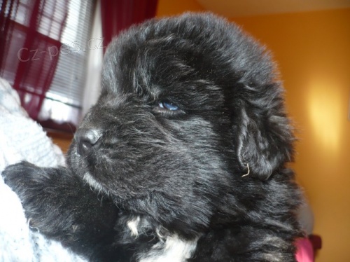 prod�m �t���tka Novofundlandsk�ho psa