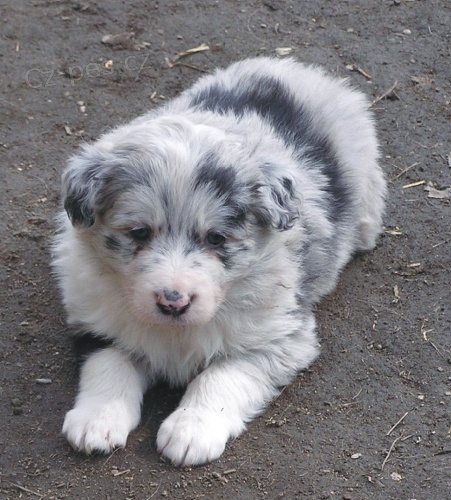 Border kolie s PP - �t��ata