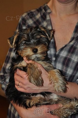 Jork��rsk� teri�r/Yorkshire terrier - fenka