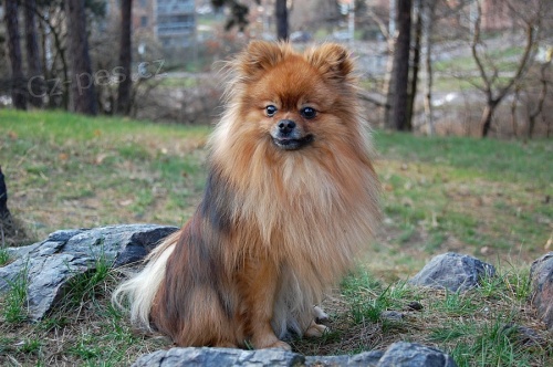 Hled�m fene�ku pro m�