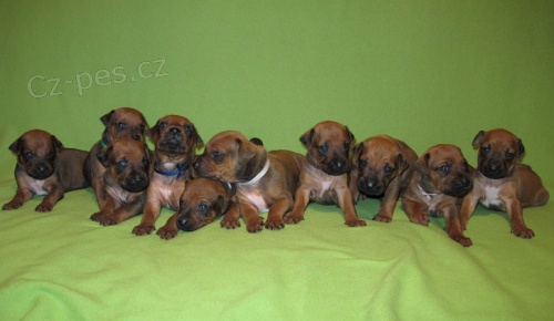 Rhod�sk� ridgeback - �t��ata s PP