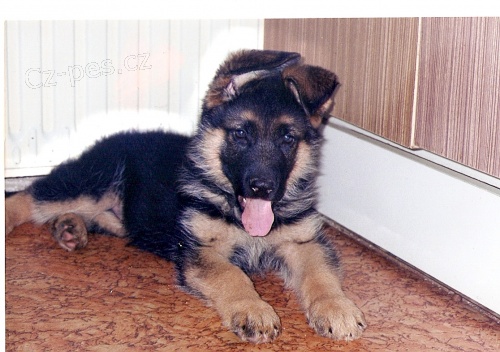 N�MECK� OV��K, �t��ata s PP v atraktivn� barv� (v�b�rov� chov); typ REX 