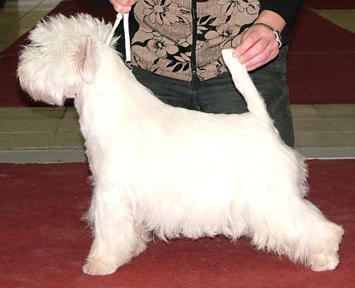 West�k, �t��ata s PP z v�b�rov�ho chovu, po �sp�n�ch rodi��ch