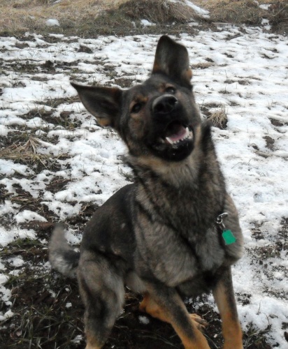 Vv�cvik a p�ev�chova