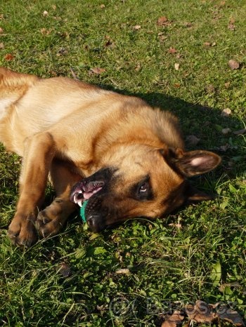 Belgick� ov��k s PP